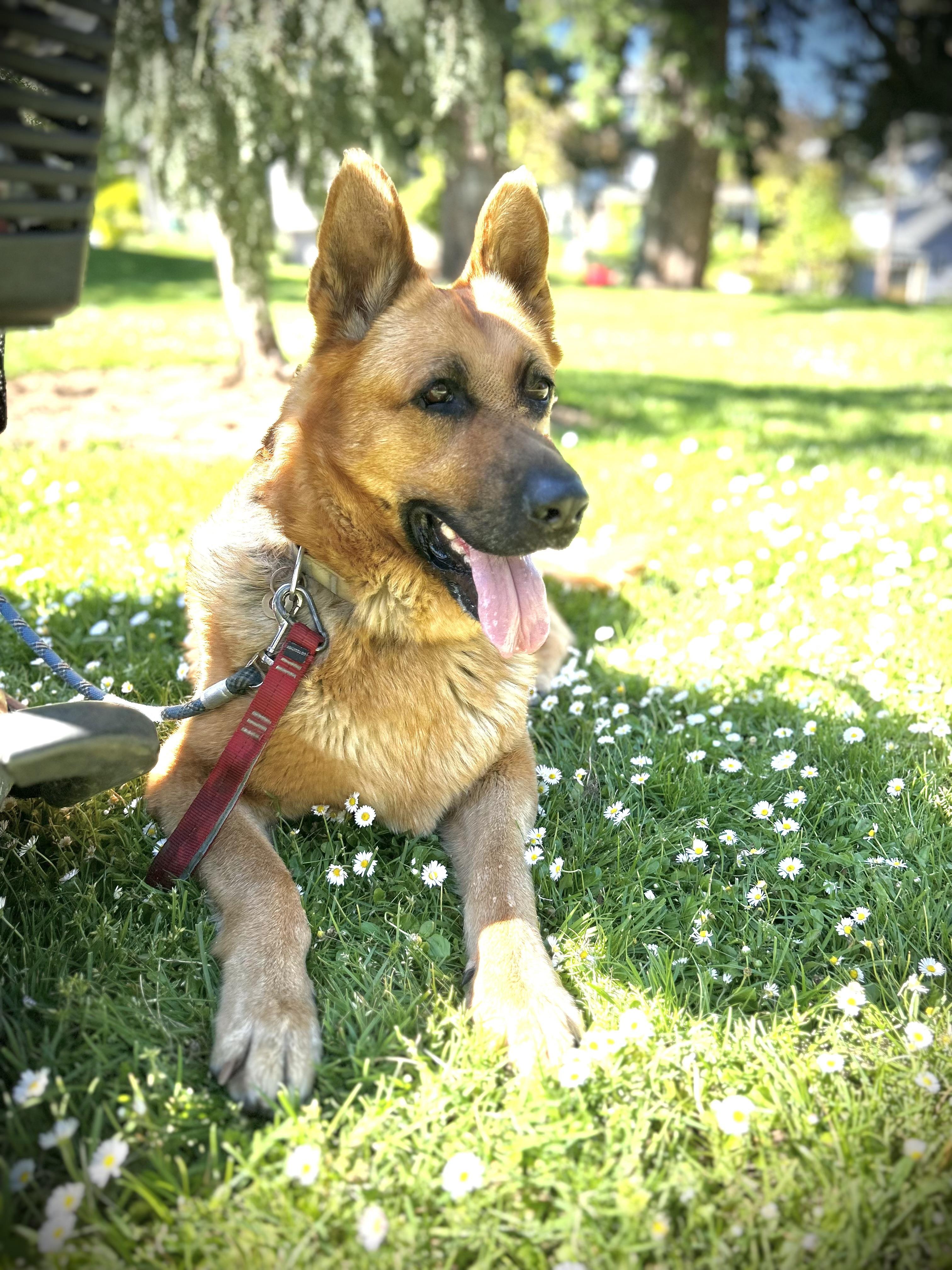 DELILAH, Adoptable, Senior Female German Shepherd Dog.