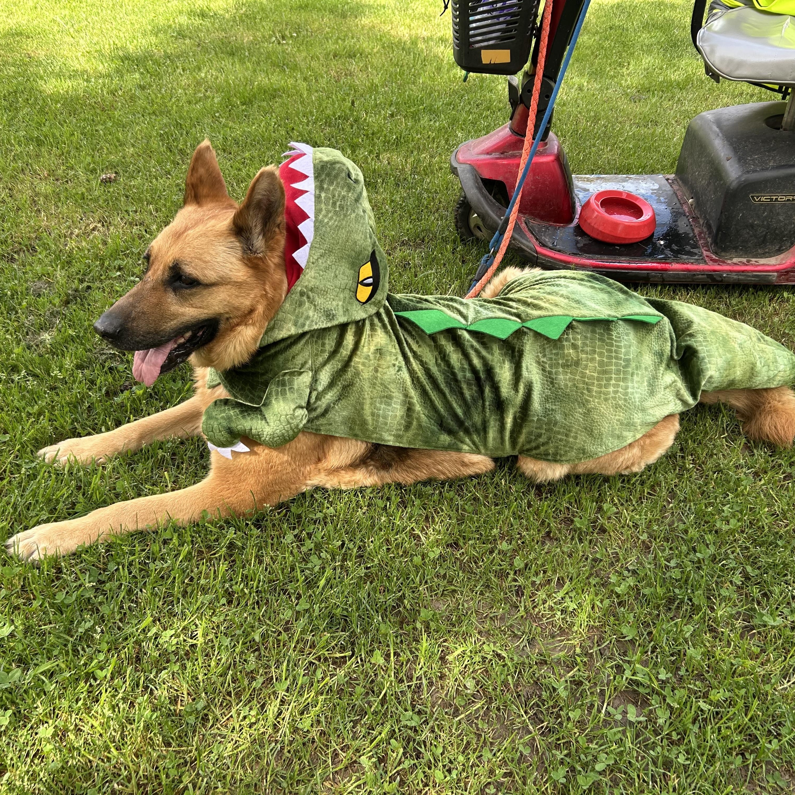 DELILAH, a Adoptable German Shepherd Dog in Tacoma , WA image 6/6