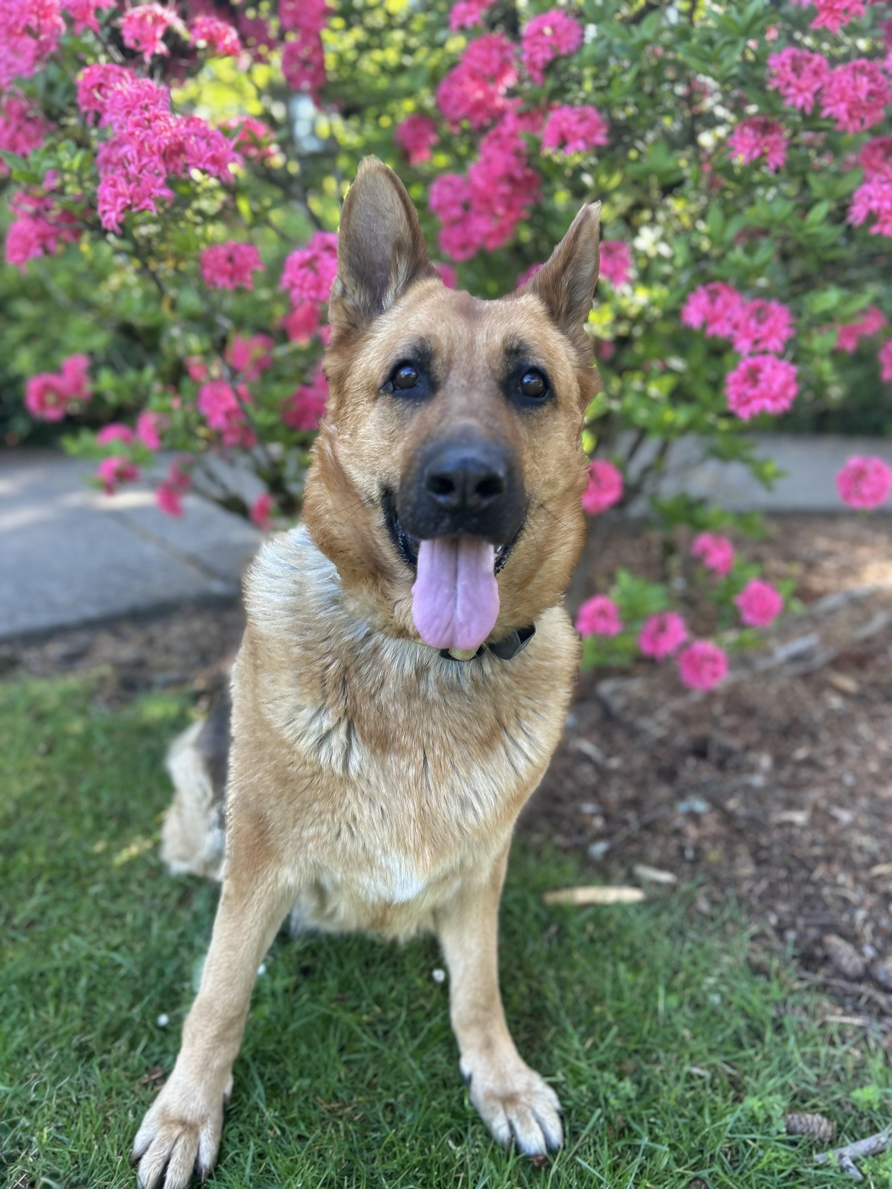 DELILAH, Adoptable, Senior Female German Shepherd Dog.