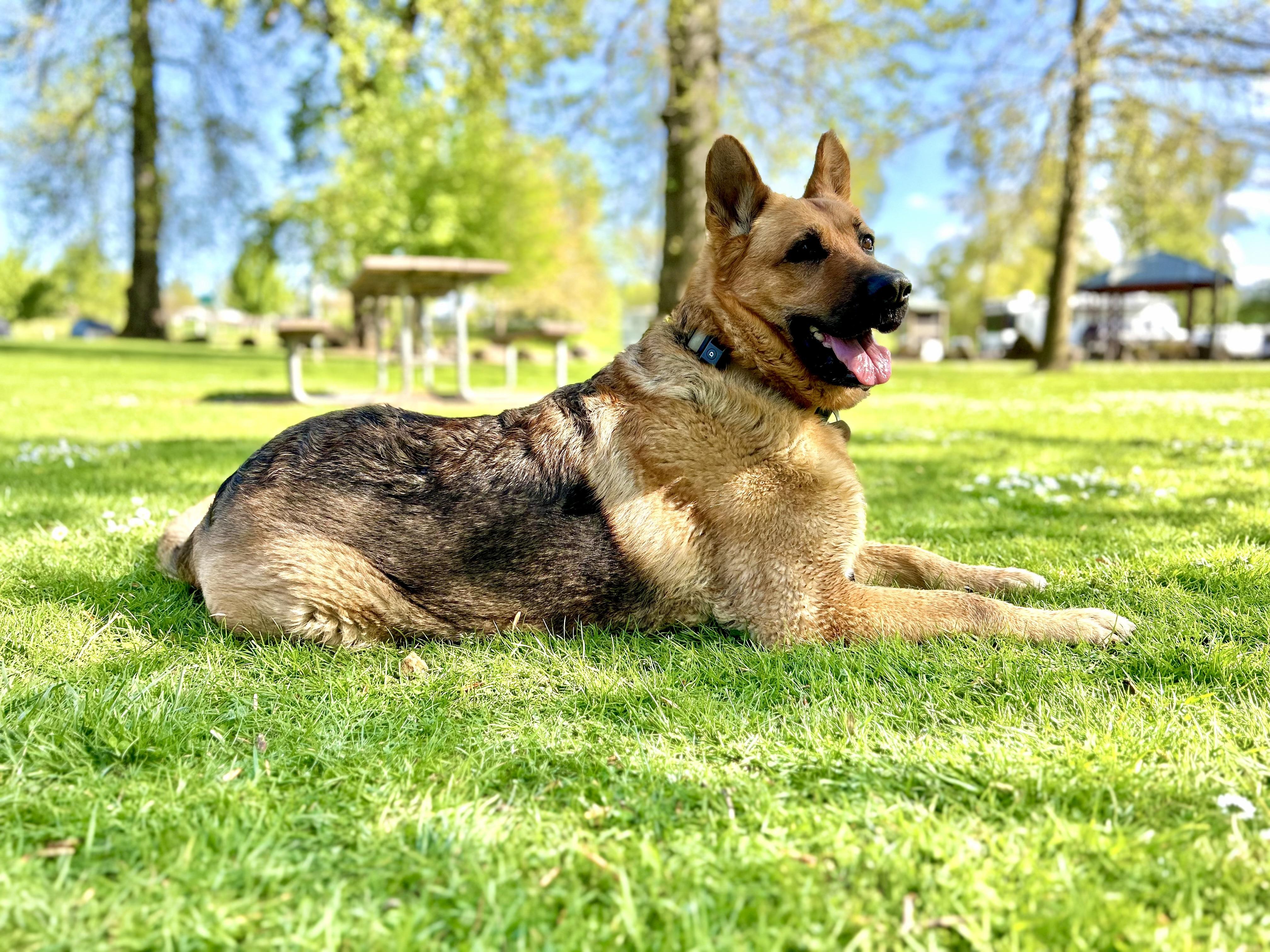 Enlarge DELILAH, a Adoptable German Shepherd Dog in Portland , OR image 3/6
