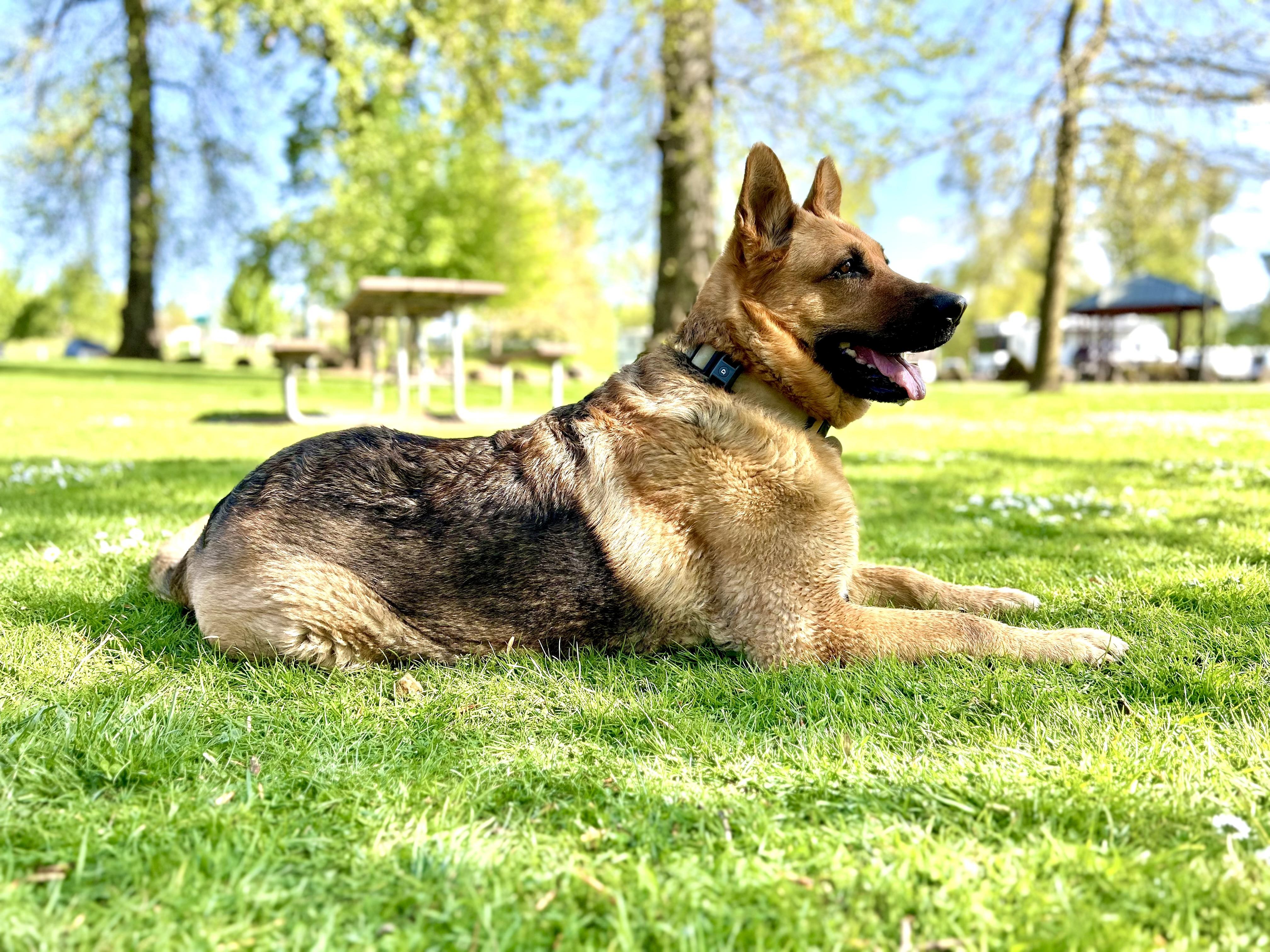 Enlarge DELILAH, a Adoptable German Shepherd Dog in Portland , OR image 6/6