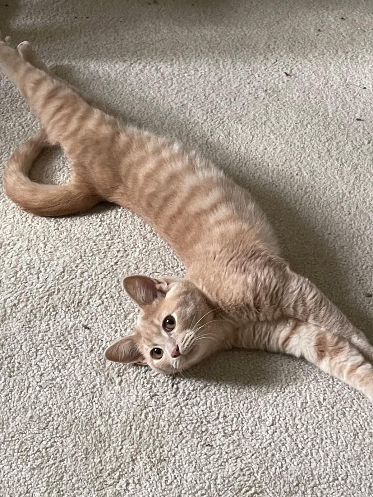 Enlarge Li'mony      (Bonded to Snickett), a Adoptable mixed breed in Ypsilanti, MI image 2/6