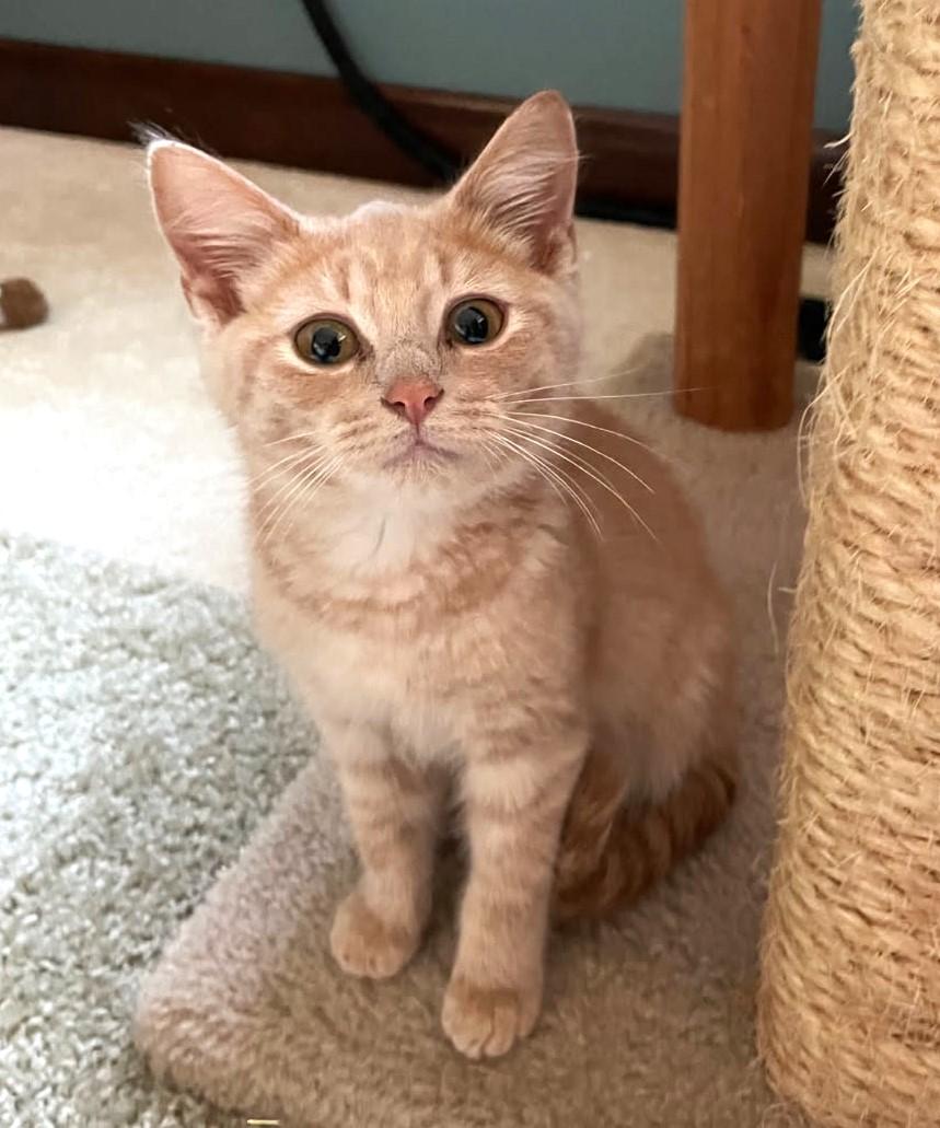 Enlarge Li'mony      (Bonded to Snickett), a Adoptable mixed breed in Ypsilanti, MI image 5/6