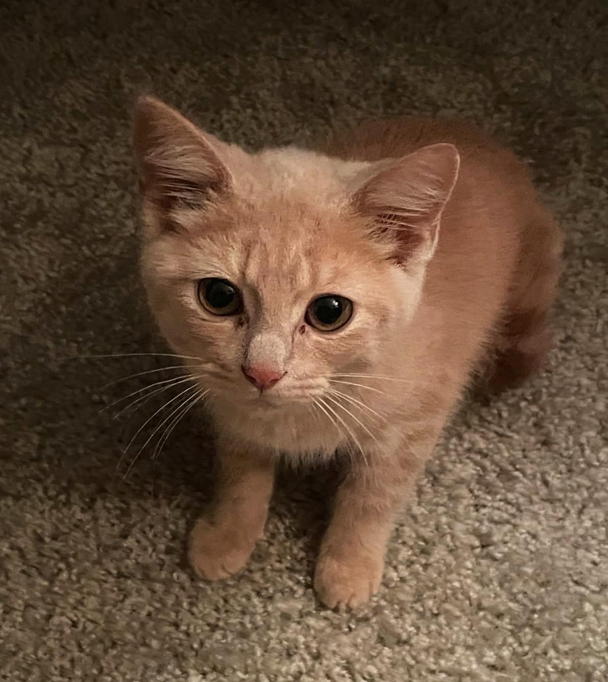 Li'mony      (Bonded to Snickett)