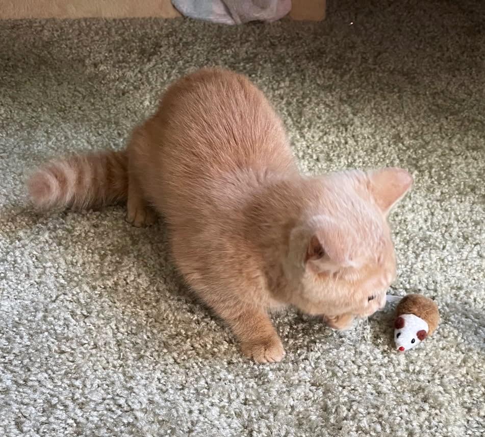 Li'mony      (Bonded to Snickett)