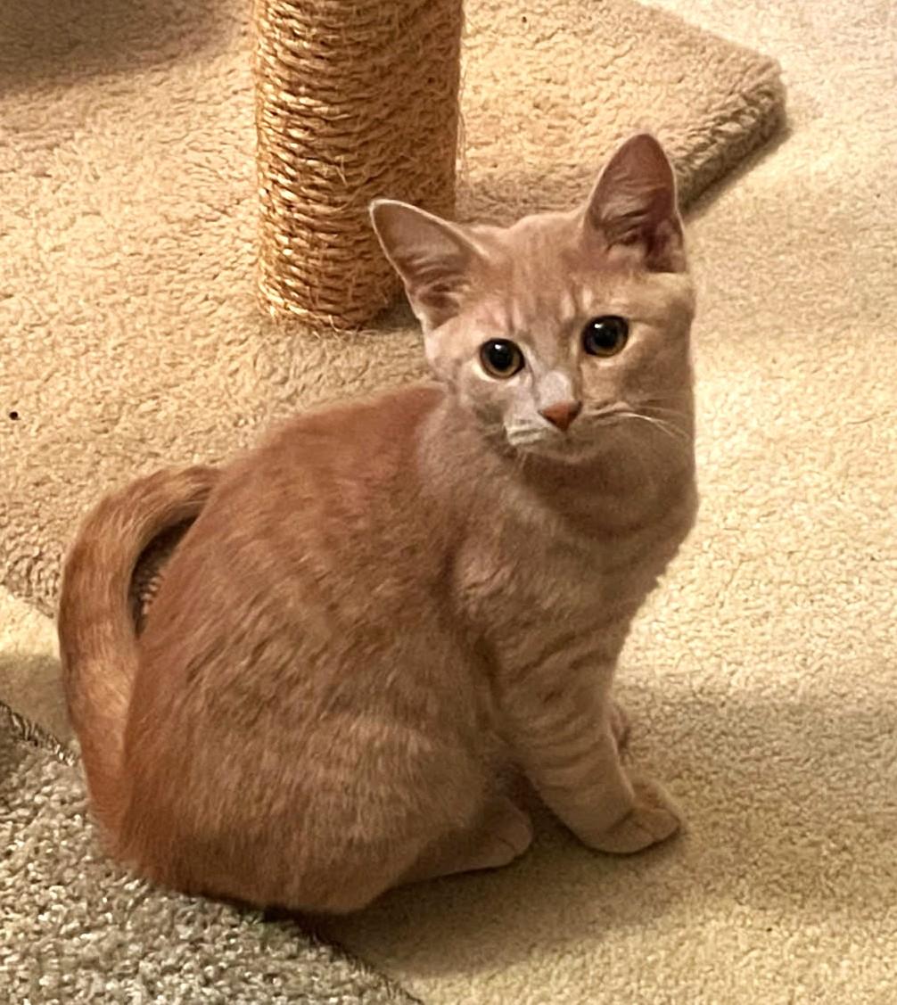 Enlarge Li'mony      (Bonded to Snickett), a Adoptable mixed breed in Ypsilanti, MI image 1/6