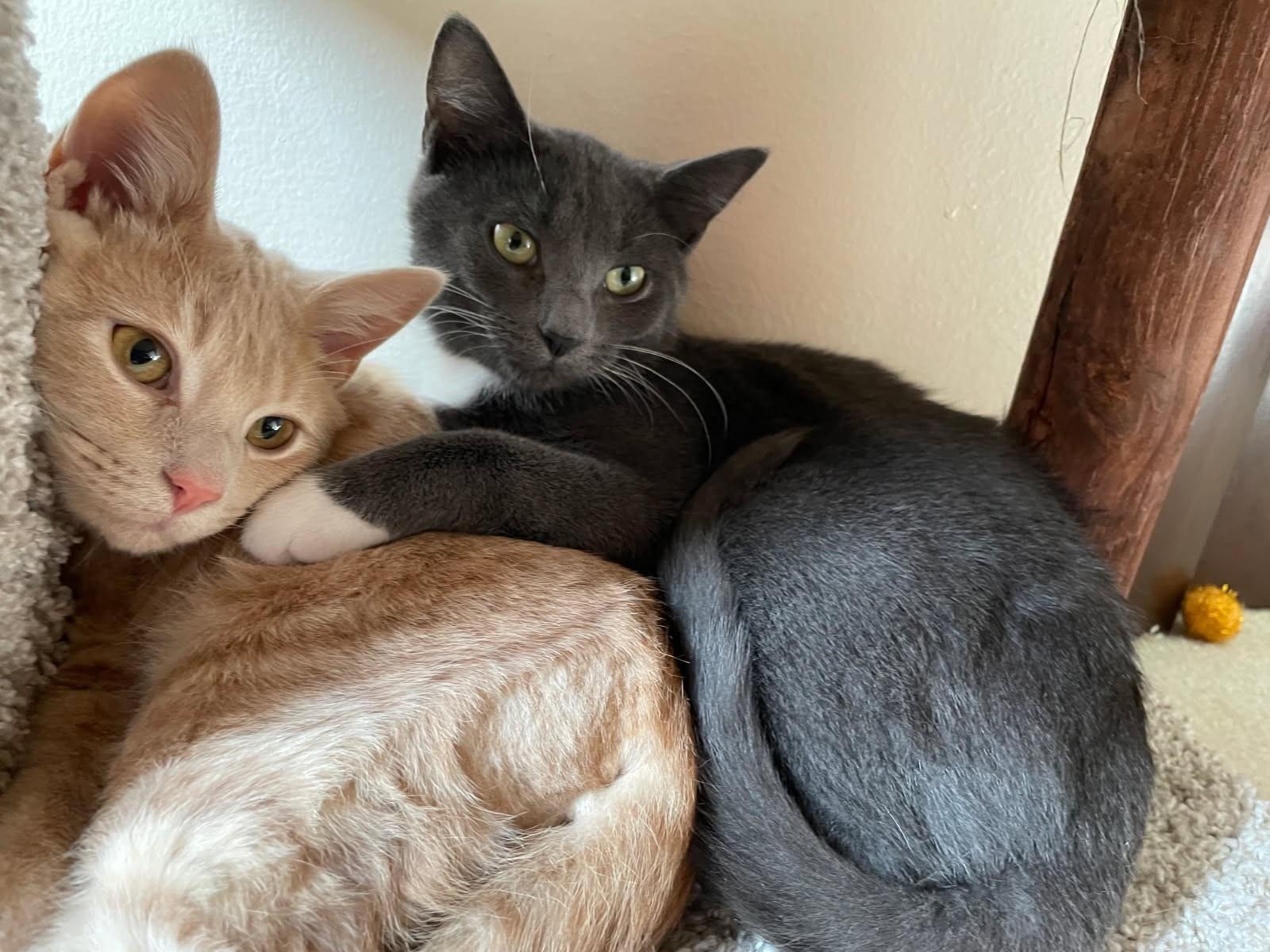 Enlarge Li'mony      (Bonded to Snickett), a Adoptable mixed breed in Ypsilanti, MI image 4/6