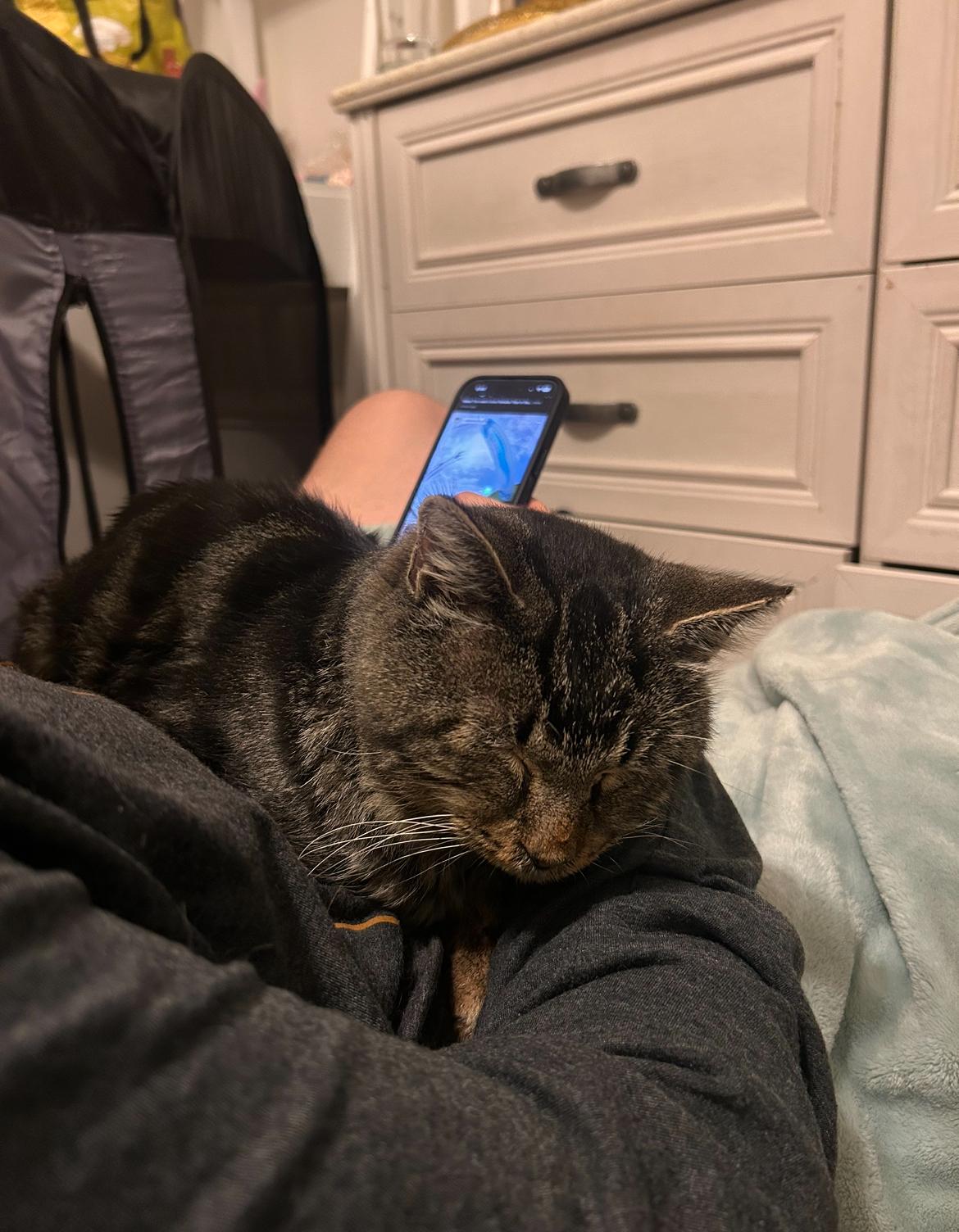 Enlarge Beef Stew, a Adoptable Domestic Short Hair in Nashville, TN image 1/3