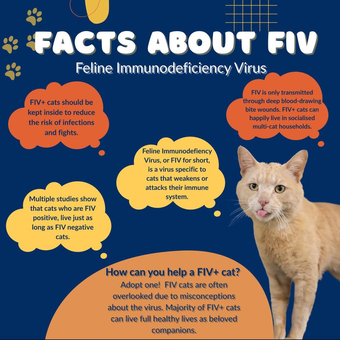 Enlarge Beef Stew, a Adoptable Domestic Short Hair in Nashville, TN image 2/3