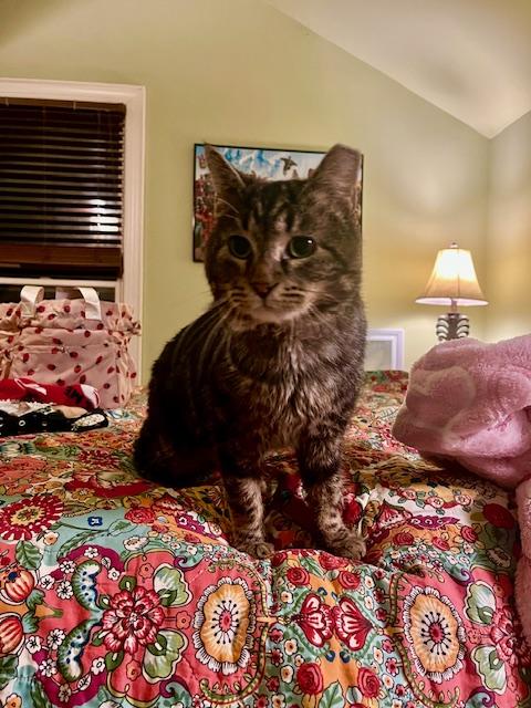 Beef Stew, a Adoptable Domestic Short Hair in Nashville, TN image 2/3