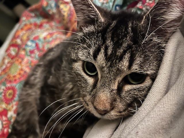 Beef Stew, a Adoptable Domestic Short Hair in Nashville, TN image 1/3