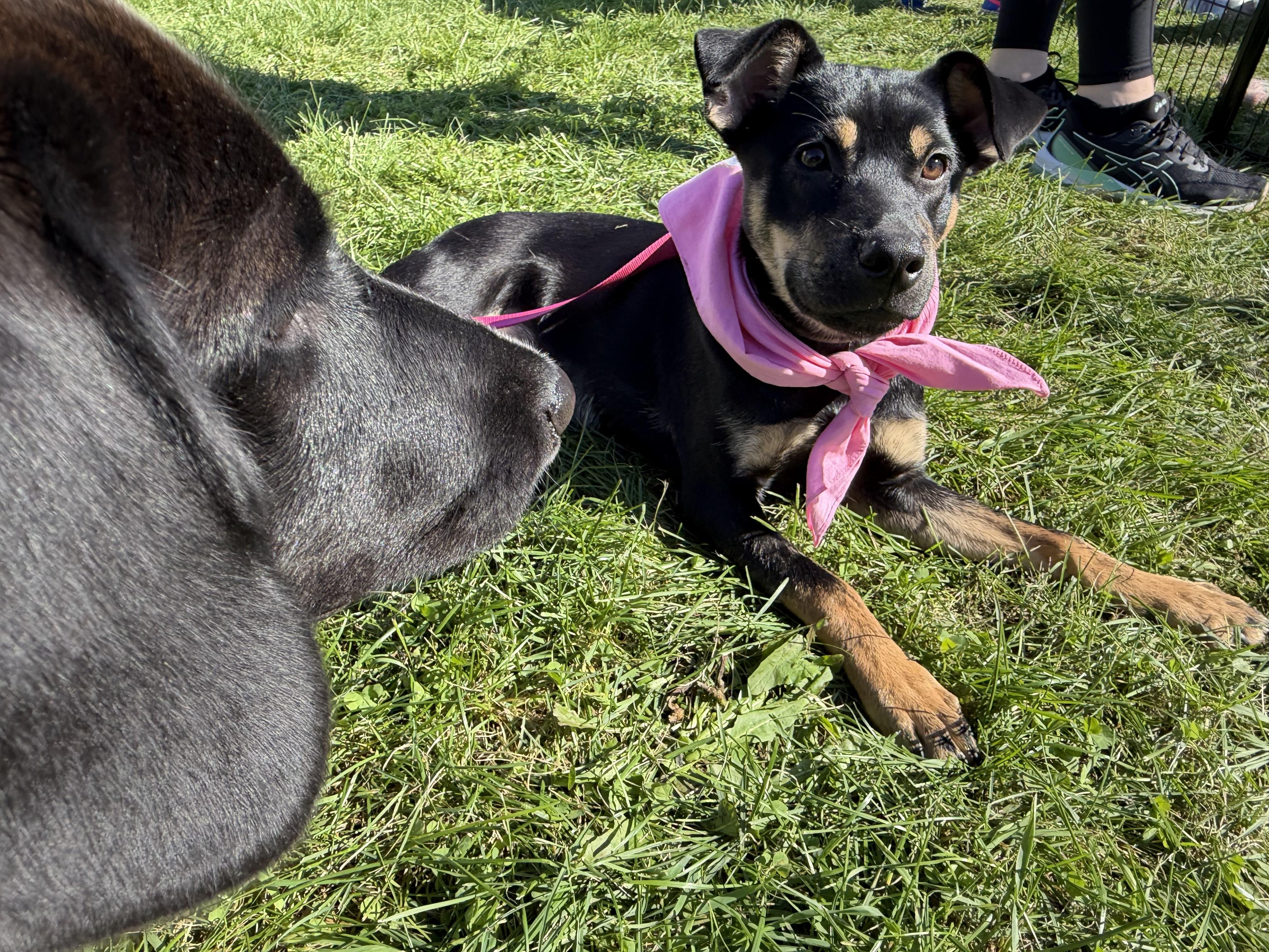 Enlarge Nelly, a Adoptable mixed breed in McHenry, IL image 2/4