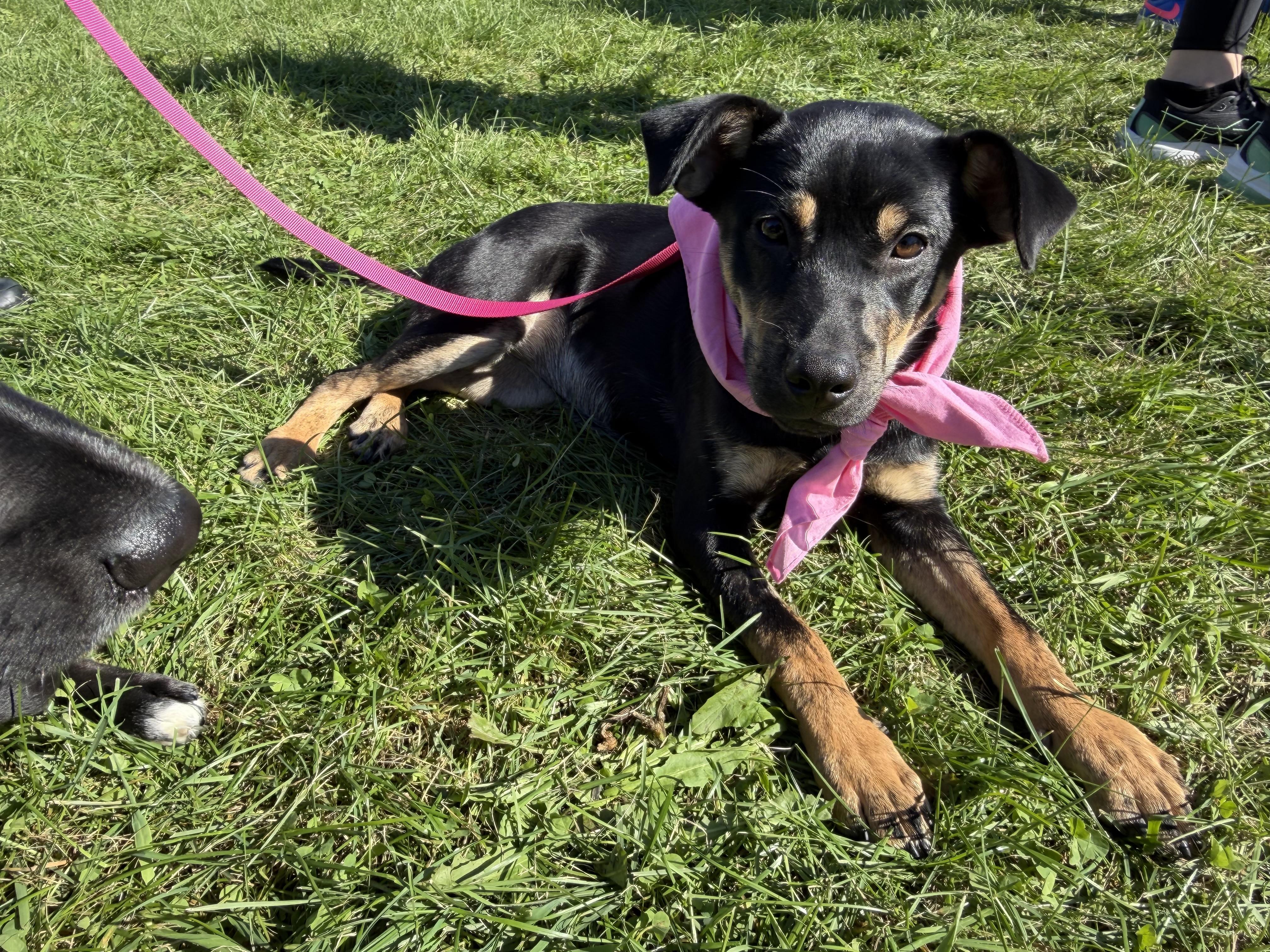 Enlarge Nelly, a Adoptable mixed breed in McHenry, IL image 1/4