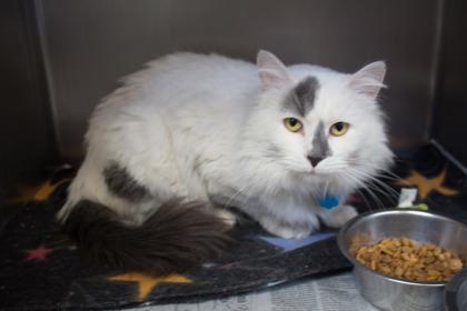 Enlarge June, a Adoptable mixed breed in Woodbury, MN image 1/2