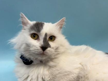 Enlarge June, a Adoptable mixed breed in Woodbury, MN image 2/2