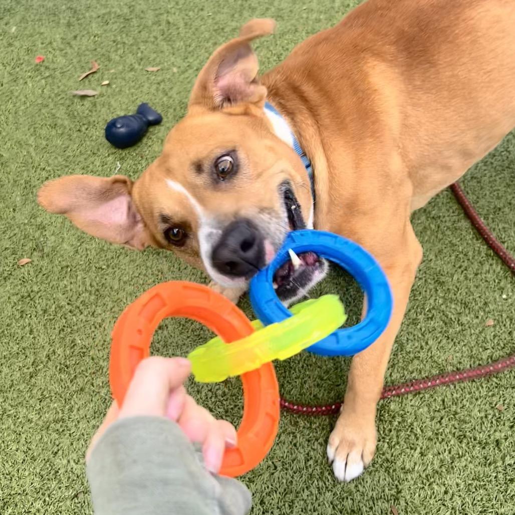 Kobe, Adoptable, Adult Male Mixed Breed.