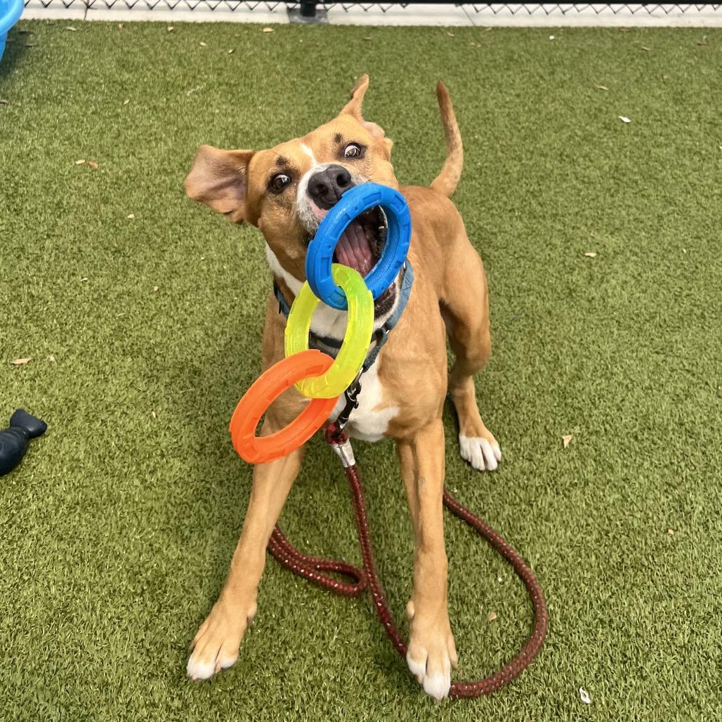 Enlarge Kobe, a Adoptable Mixed Breed in Sarasota, FL image 2/6