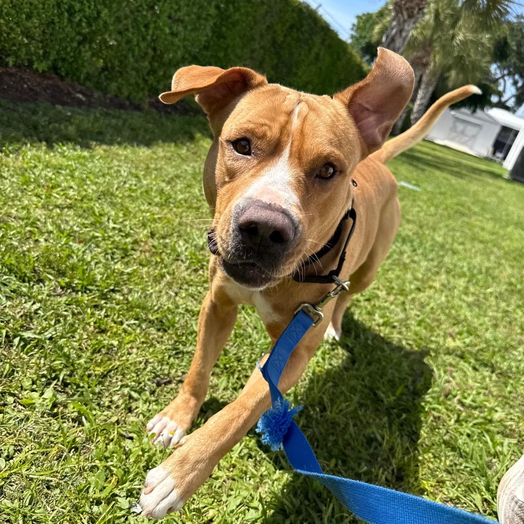 Kobe, a Adoptable Mixed Breed in Sarasota, FL image 1/6
