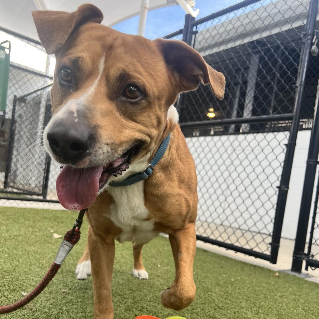 Enlarge Kobe, a Adoptable Mixed Breed in Sarasota, FL image 3/6