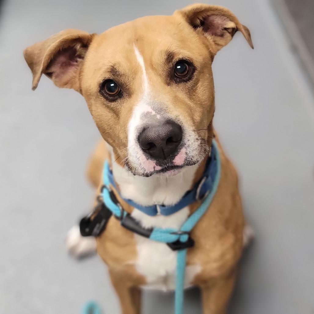 Kobe, Adoptable, Adult Male Mixed Breed.