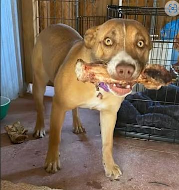 Enlarge Wallie, a Adopted mixed breed in Rio Rancho, NM image 1/2