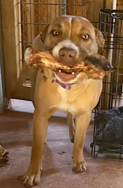 Enlarge Wallie, a Adopted mixed breed in Rio Rancho, NM image 2/2