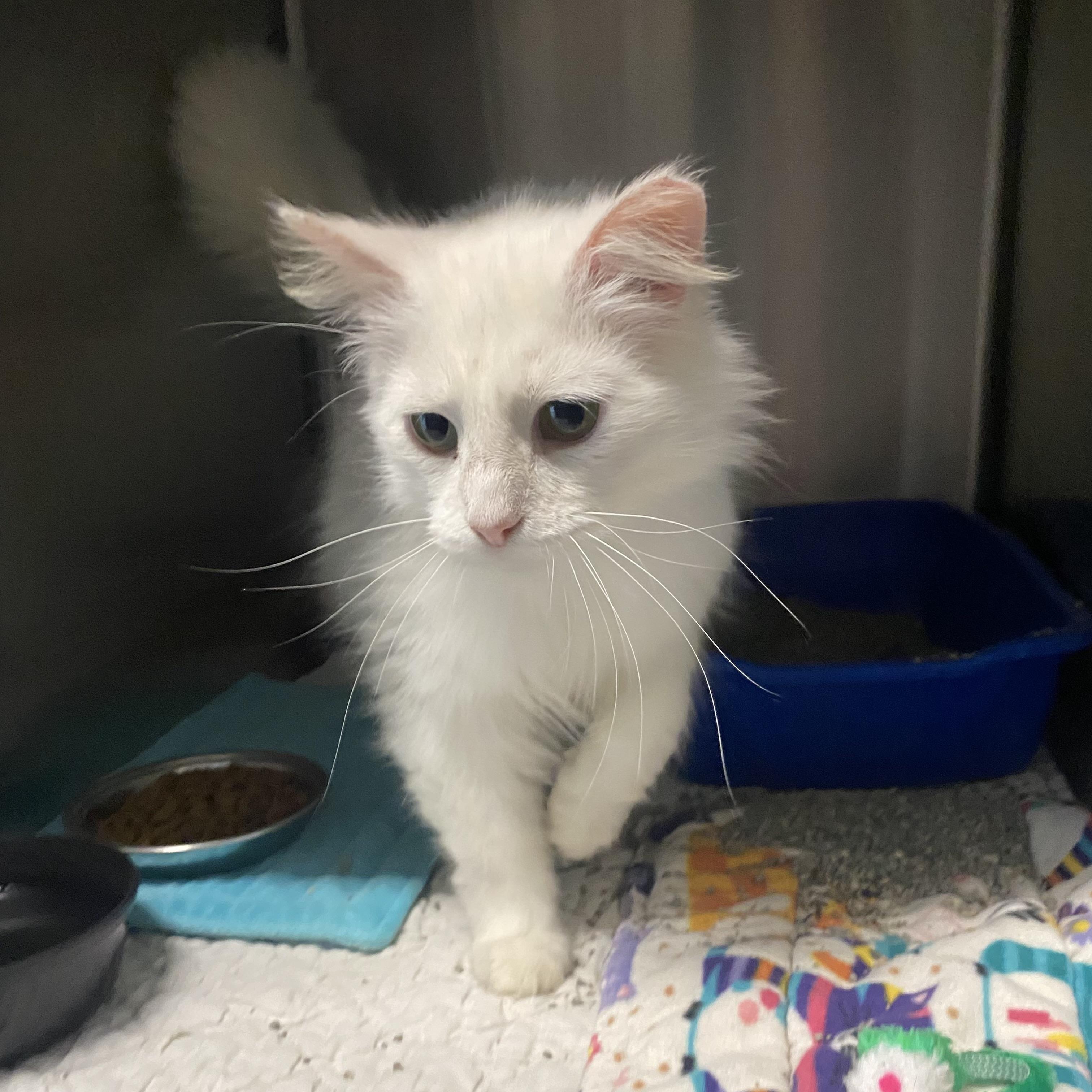 Enlarge Fae, an adopted Domestic Long Hair in Belleville, MI image 2/2