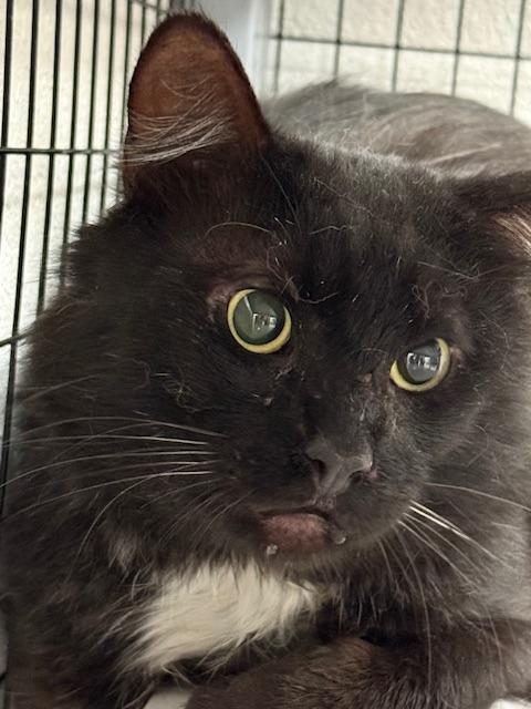 Bailey, Adoptable, Young Male Domestic Medium Hair.