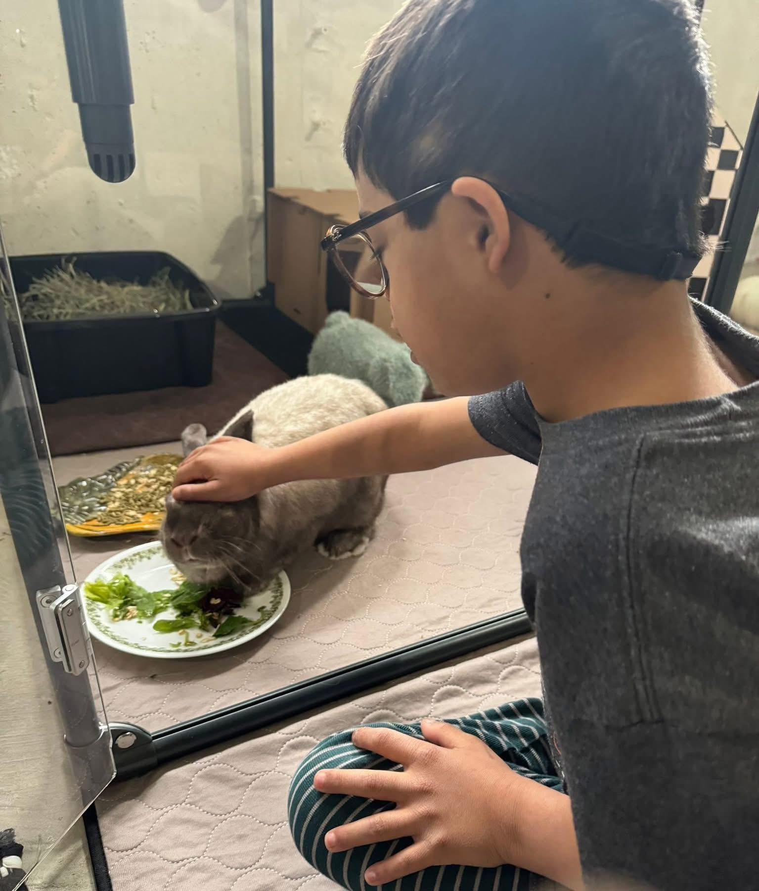 Nimbus, Adoptable, Adult Male New Zealand.