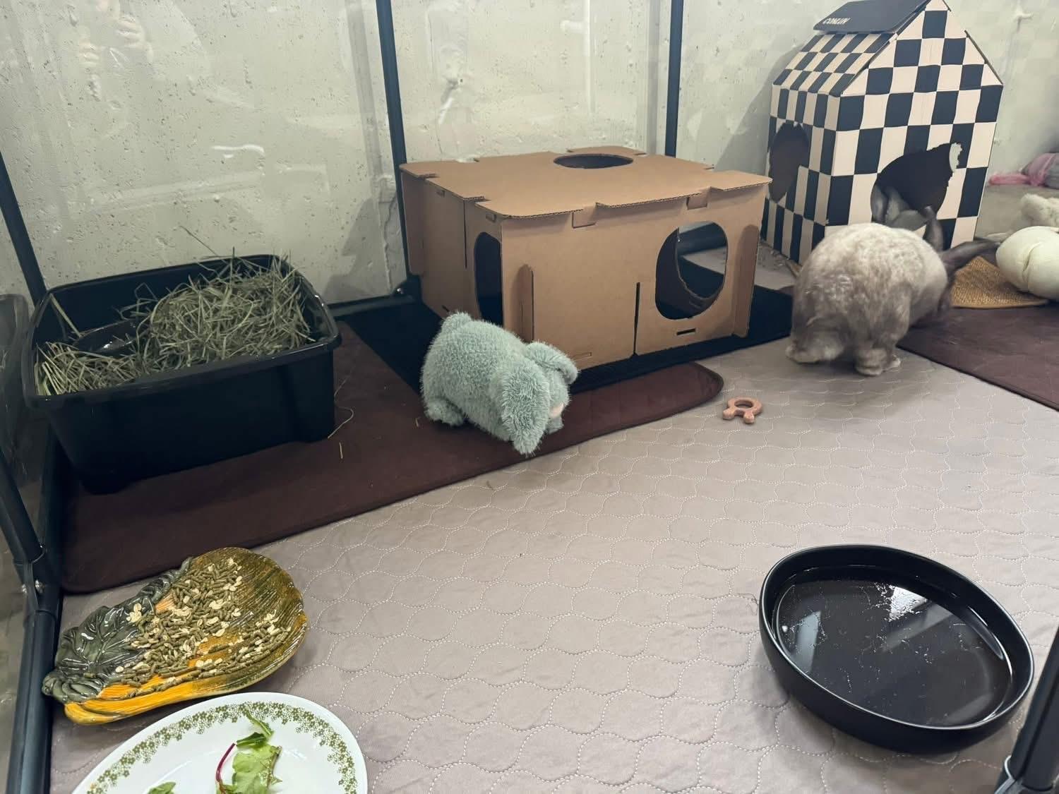 Enlarge Nimbus, a Adoptable New Zealand in St. Charles, MO image 2/4