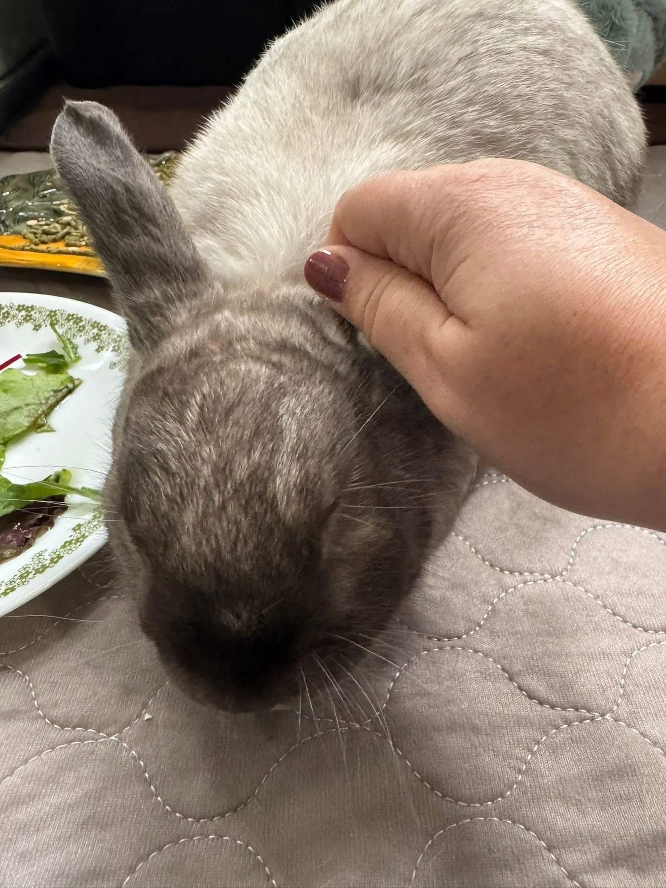 Enlarge Nimbus, a Adoptable New Zealand in St. Charles, MO image 3/4