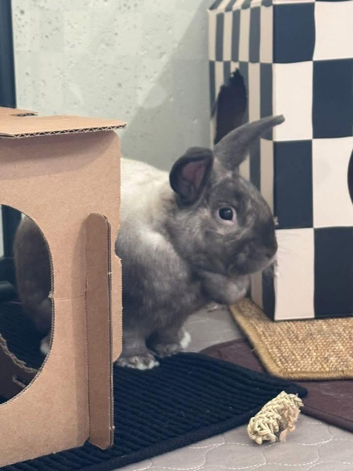 Enlarge Nimbus, a Adoptable New Zealand in St. Charles, MO image 4/4