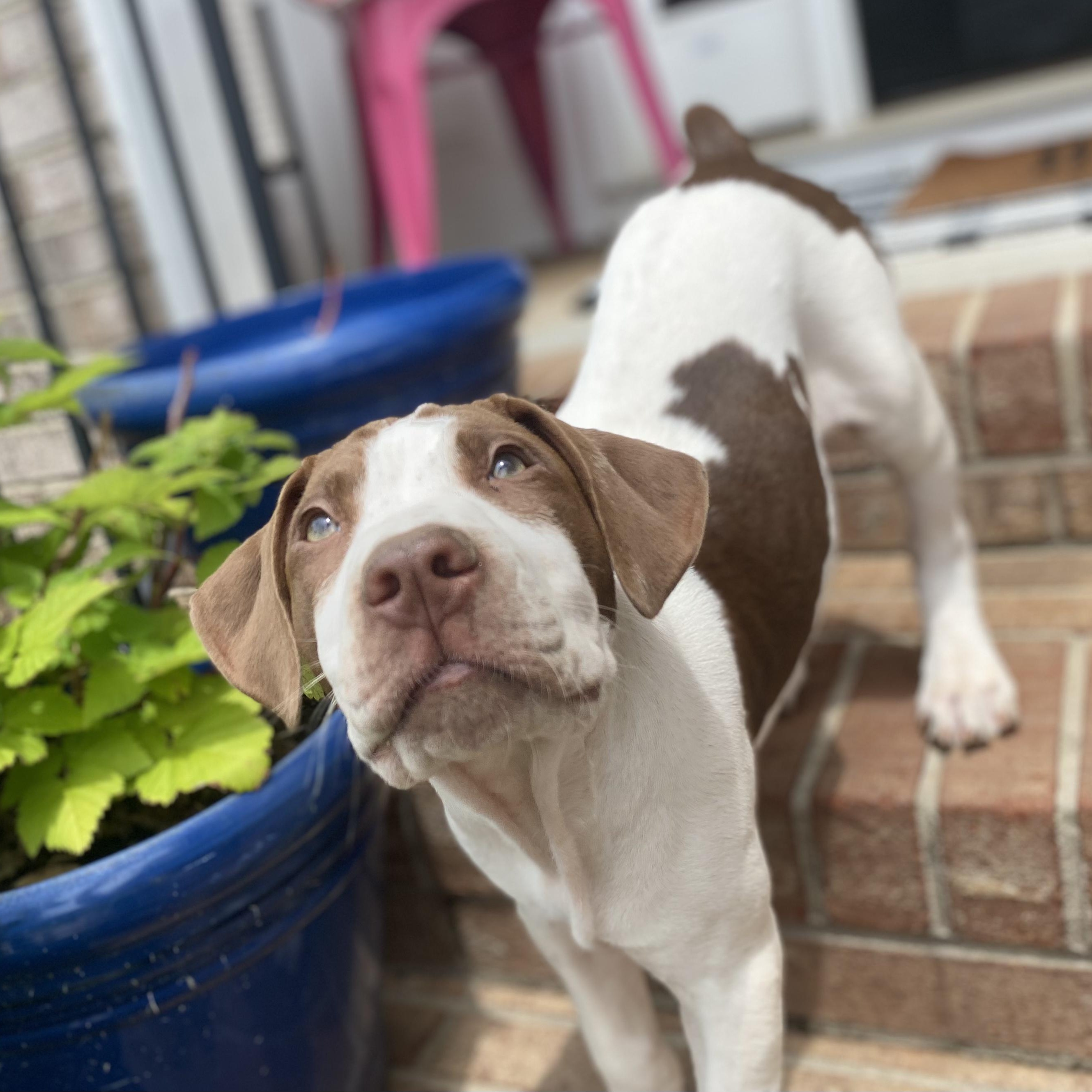 Nelson, Young Male American Bulldog
