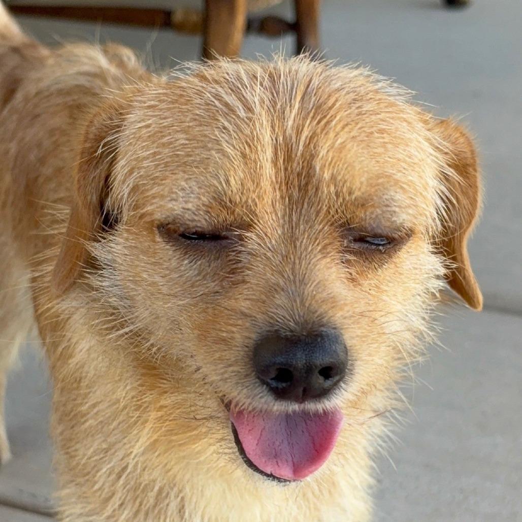 Stanley, Adoptable, Young Male Terrier & Mixed Breed.