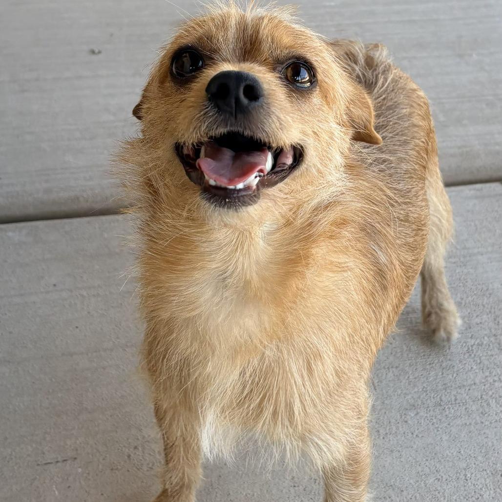 Enlarge Stanley, a Adoptable mixed breed in Wickenburg, AZ image 2/6