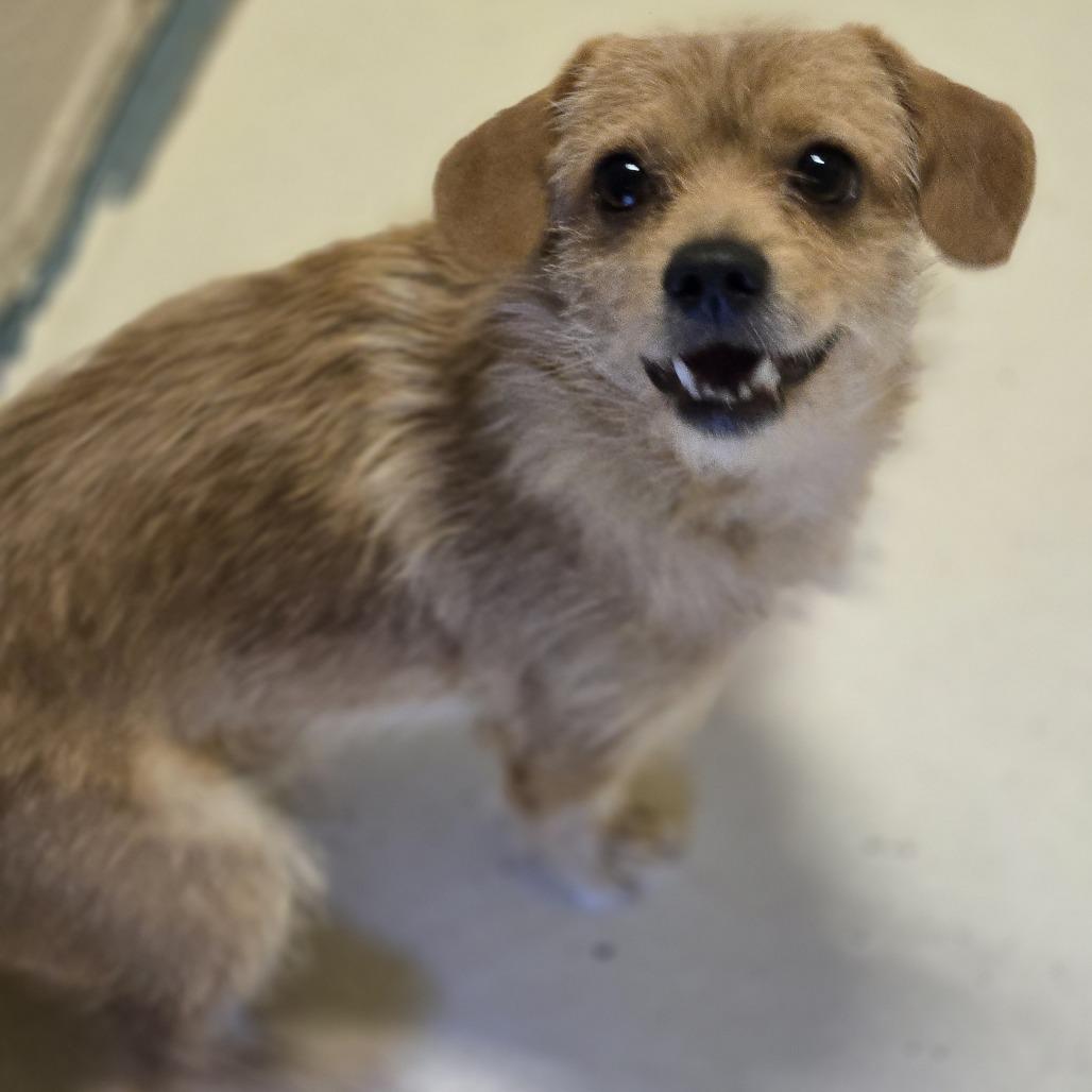 Enlarge Stanley, a Adoptable mixed breed in Wickenburg, AZ image 3/6