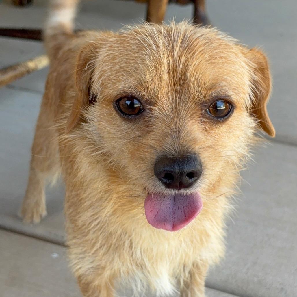 Enlarge Stanley, a Adoptable mixed breed in Wickenburg, AZ image 4/6