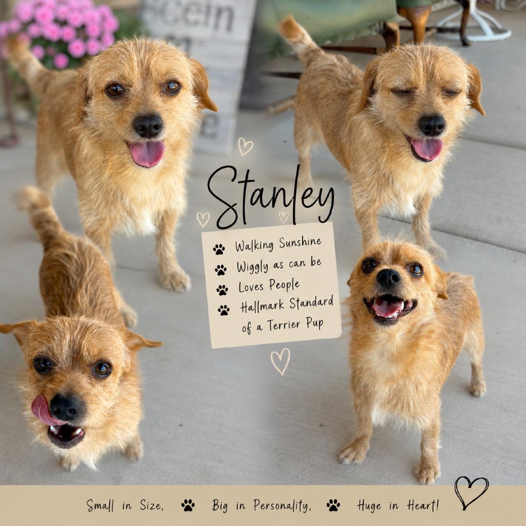 Enlarge Stanley, a Adoptable mixed breed in Wickenburg, AZ image 5/6