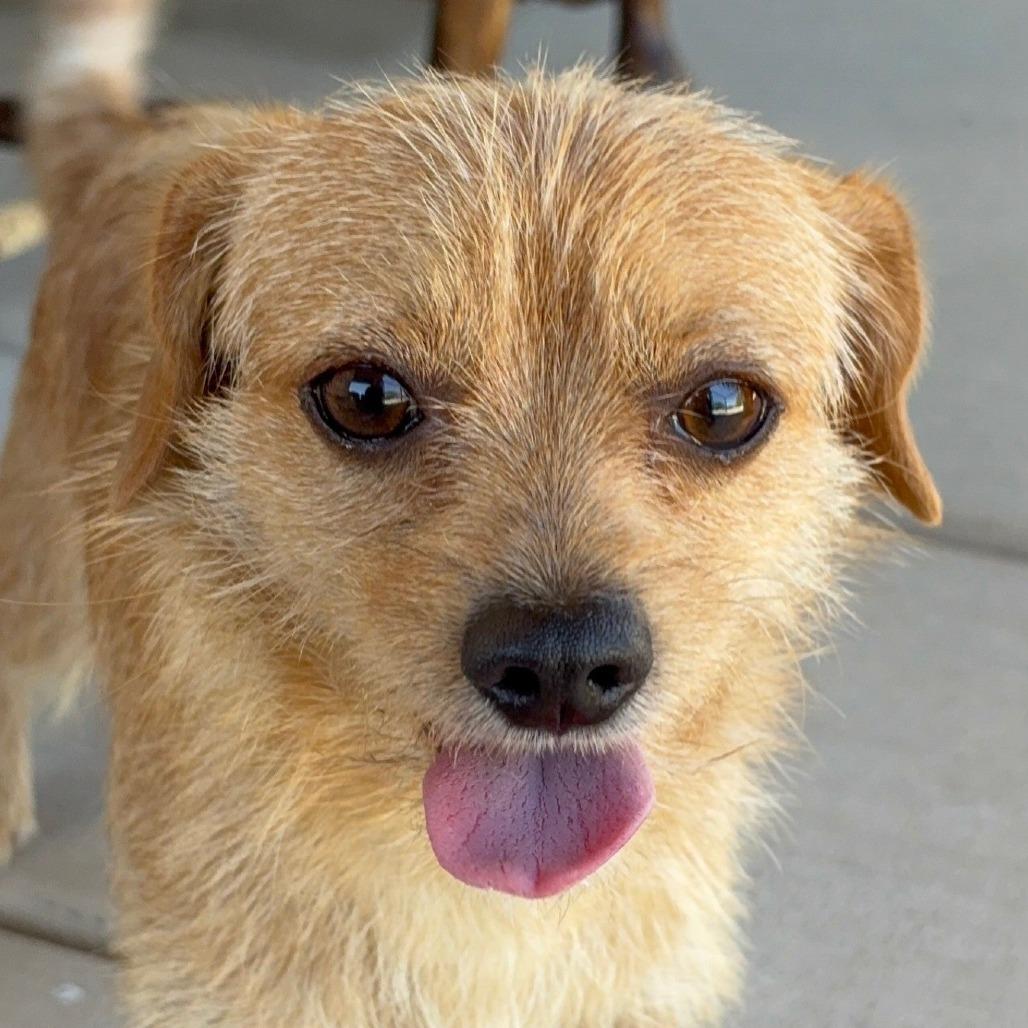 Enlarge Stanley, a Adoptable mixed breed in Wickenburg, AZ image 6/6