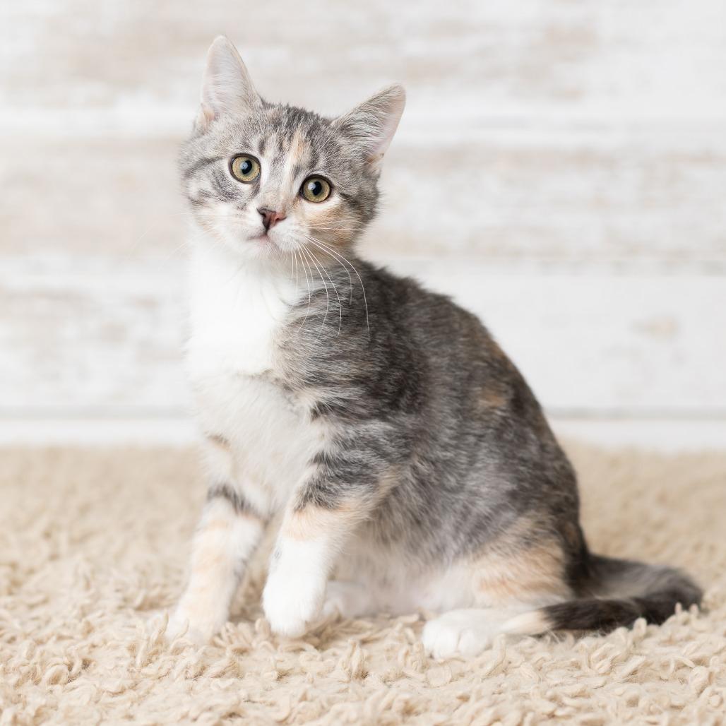 Grimoire, Adoptable, Kitten Female Domestic Short Hair.