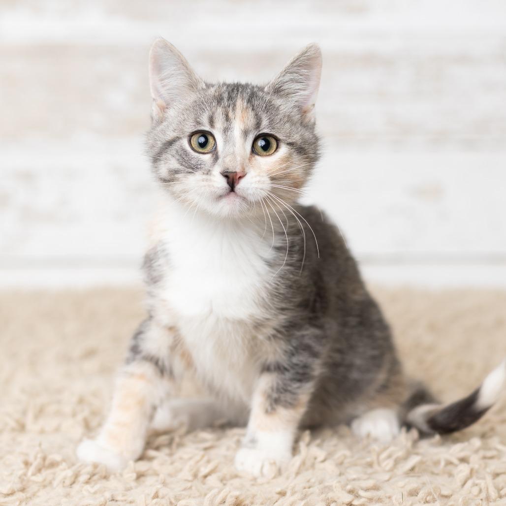 Enlarge Grimoire, a Adoptable Domestic Short Hair in St. Paul, MN image 2/5