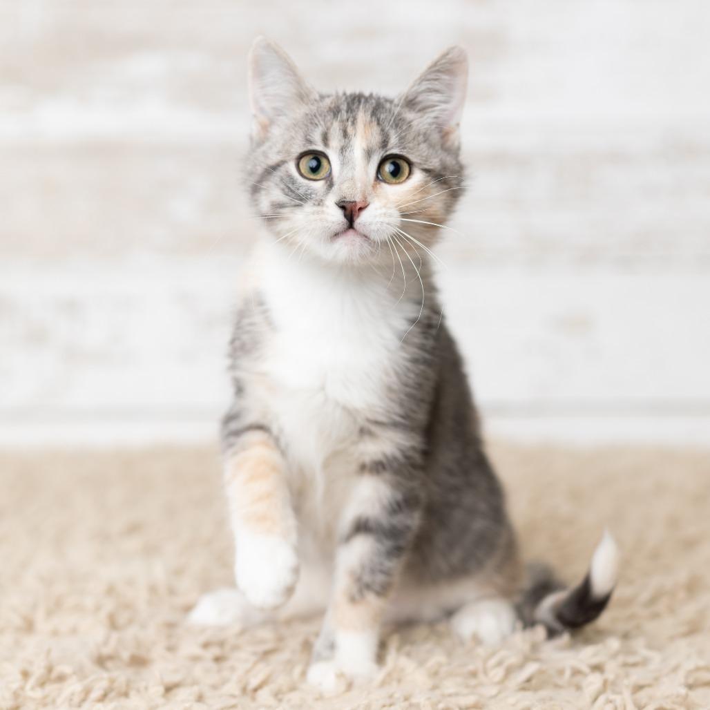 Enlarge Grimoire, a Adoptable Domestic Short Hair in St. Paul, MN image 3/5