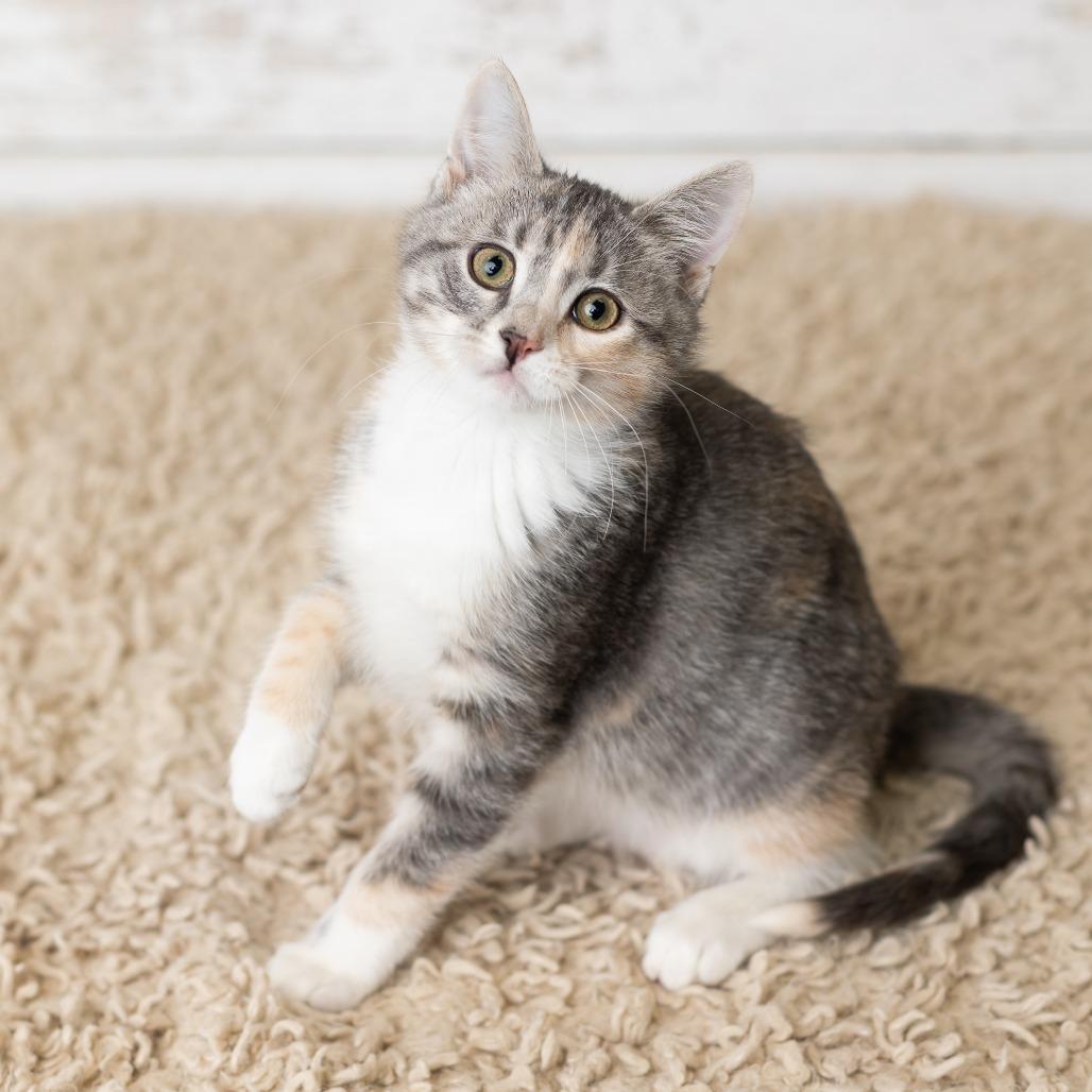 Enlarge Grimoire, a Adoptable Domestic Short Hair in St. Paul, MN image 4/5