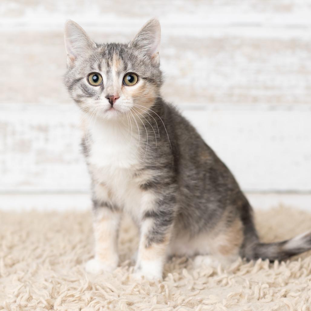 Enlarge Grimoire, a Adoptable Domestic Short Hair in St. Paul, MN image 5/5