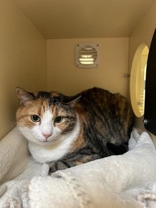 Belle, a ADOPTABLE Domestic Short Hair in Hamilton, MT image 1/3