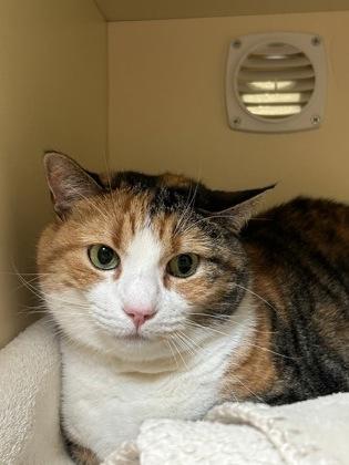 Belle, a ADOPTABLE Domestic Short Hair in Hamilton, MT image 2/3