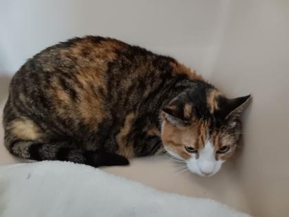 Belle, a ADOPTABLE Domestic Short Hair in Hamilton, MT image 3/3