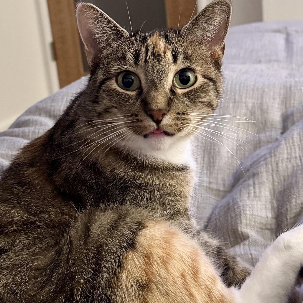 Missy — thumbnail 3