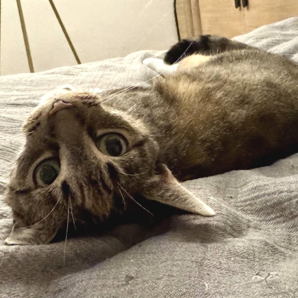 Missy — thumbnail 4