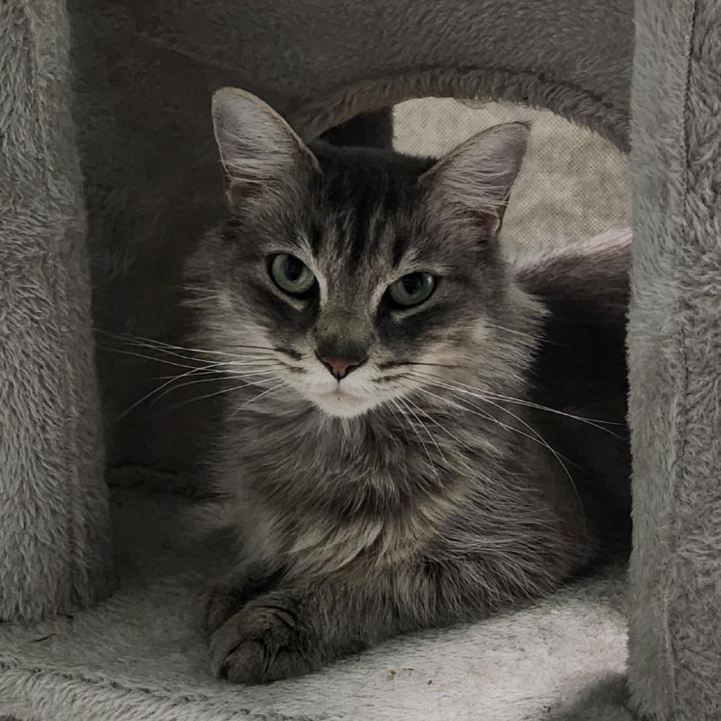 Winter, Adoptable, Young Female Domestic Long Hair.